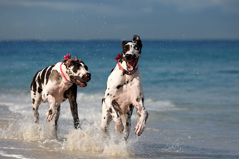 Dog stock images - Great Danes on the beach.