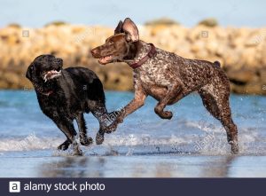 German Short-haired Pointer and Labrador on the beach.