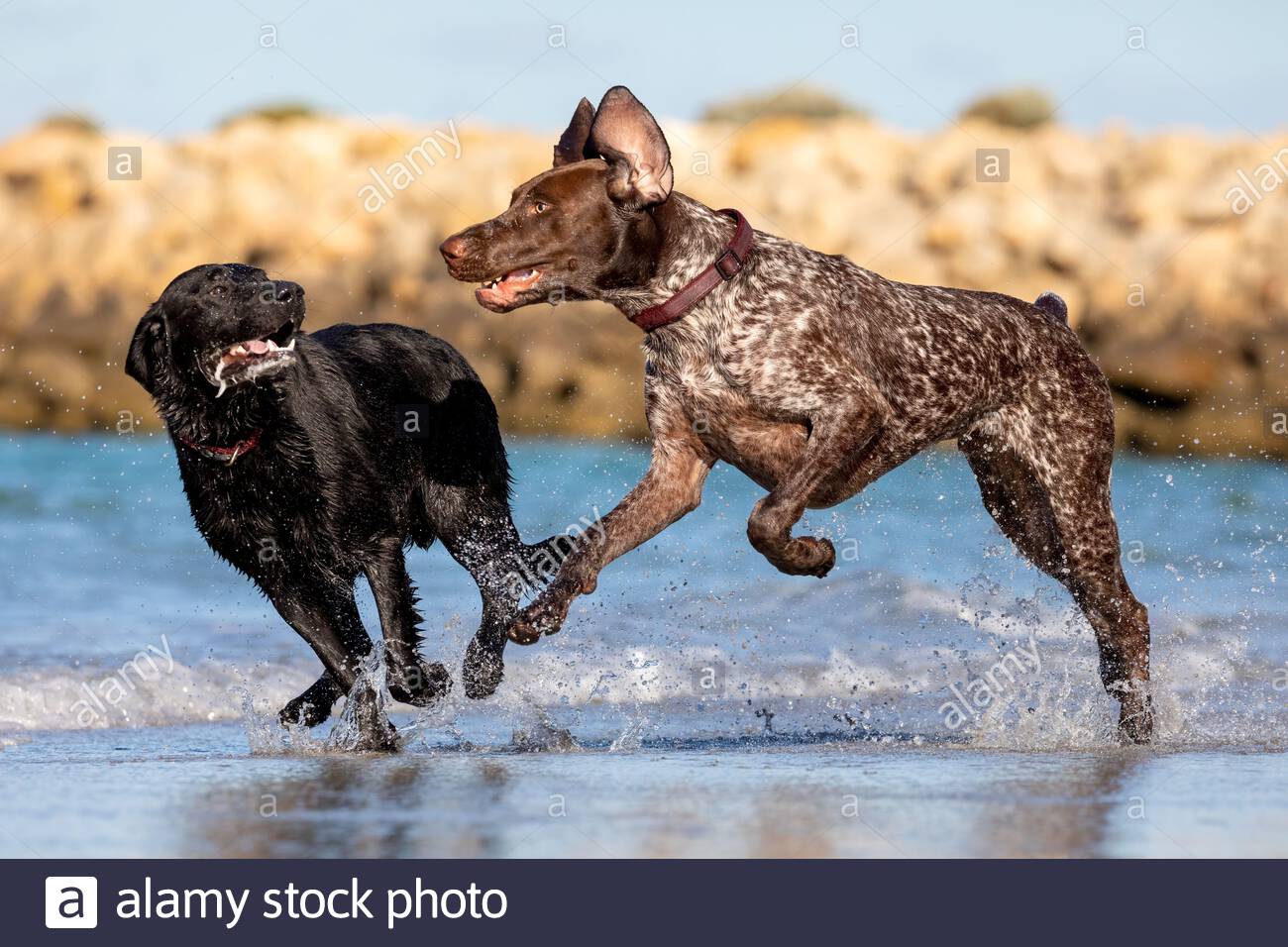 German Short-haired Pointer Image