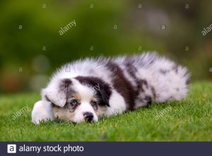 Australian Shepherd puppy stock image.
