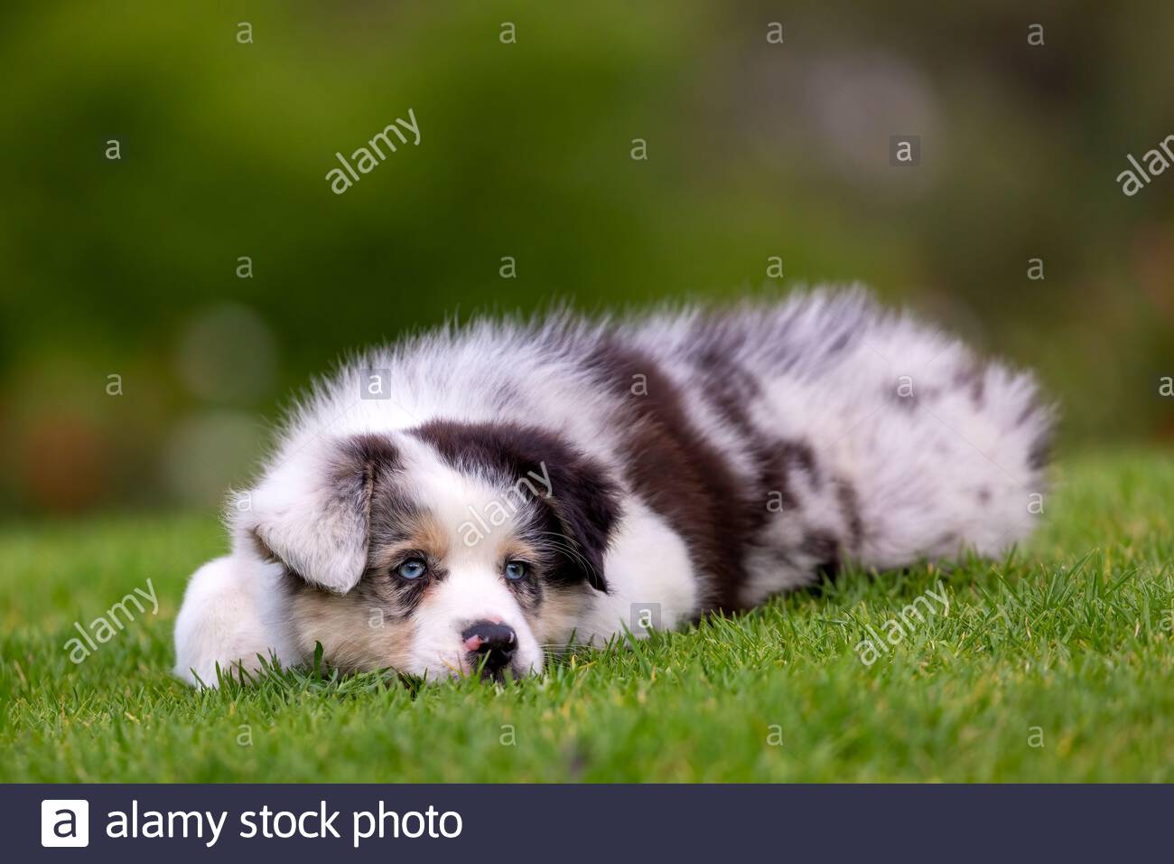 Australian Shepherd Puppy Stock Image