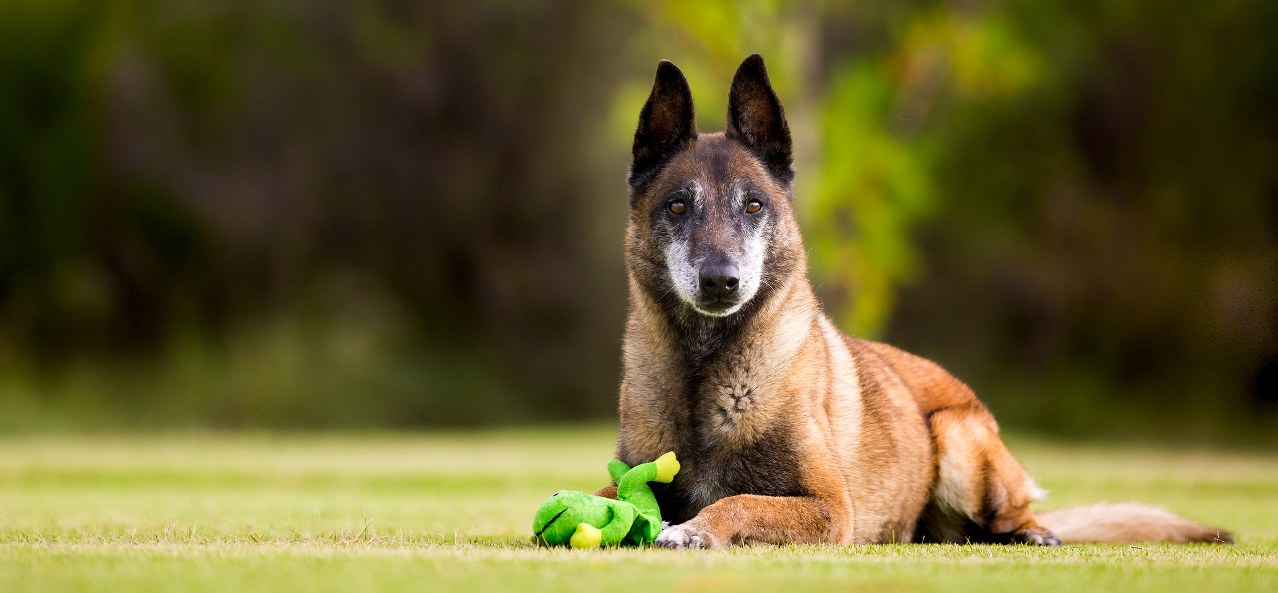 malinois Positive reinforcement dog training articles. Australian Shepherds