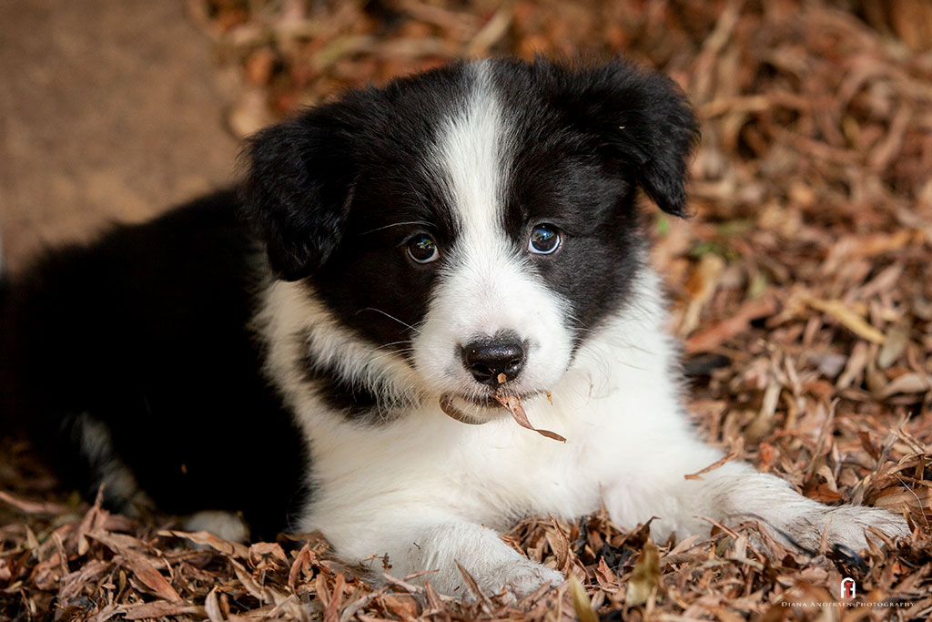 Border Collie Puppy