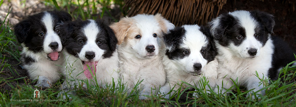 Border Collie Breed Information - Cute Border Collie Pups