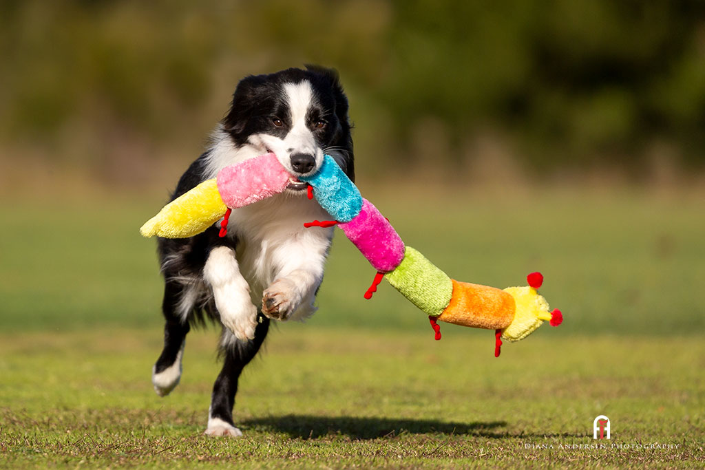 Border Collies are an agile, athletic and versatile breed.