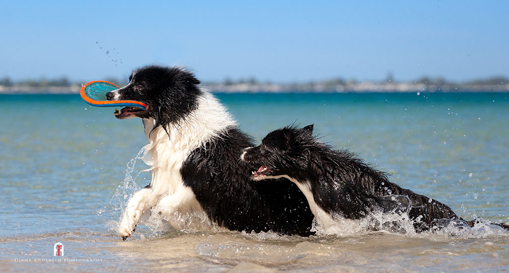 Border Collie Breed Information - Planned family activities should include your Border Collie.