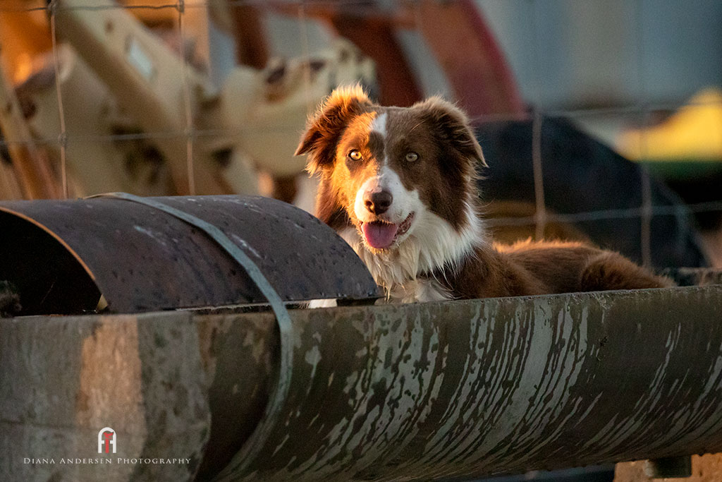Border Collie Breed Information - working line Border Collie cooling off in a water trough.