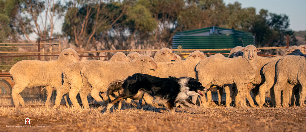 Living With a Border Collie - Breed Information and Photos - Getting to ...