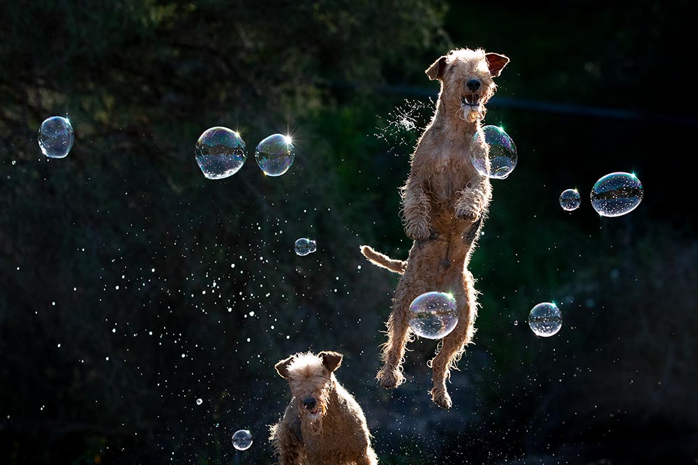 Dog care and breed information from Canine Animalinfo