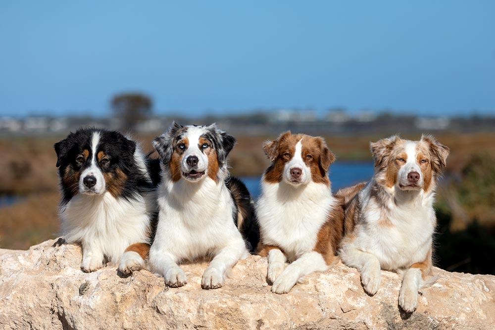 Dog care and breed information - Dog Training. Australian Shepherds