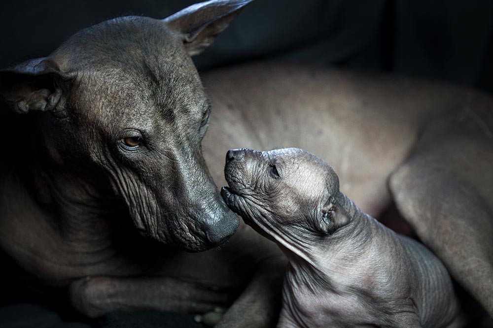 Dog breed information - Xoloitzcuintle mother and pup