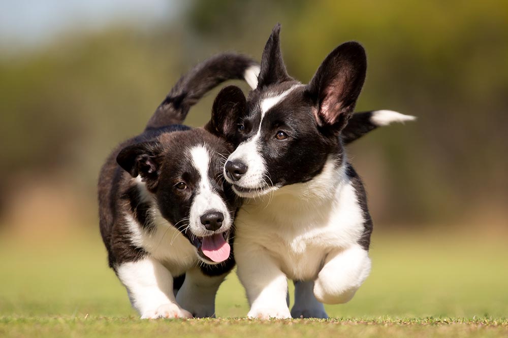 Dog care and breed information - Cardigan Corgi Puppies