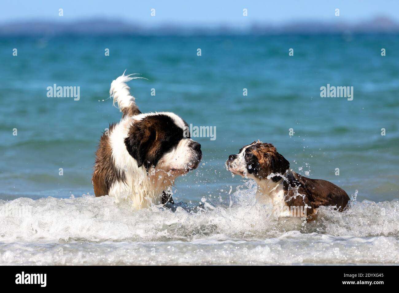 St Bernard stock image.