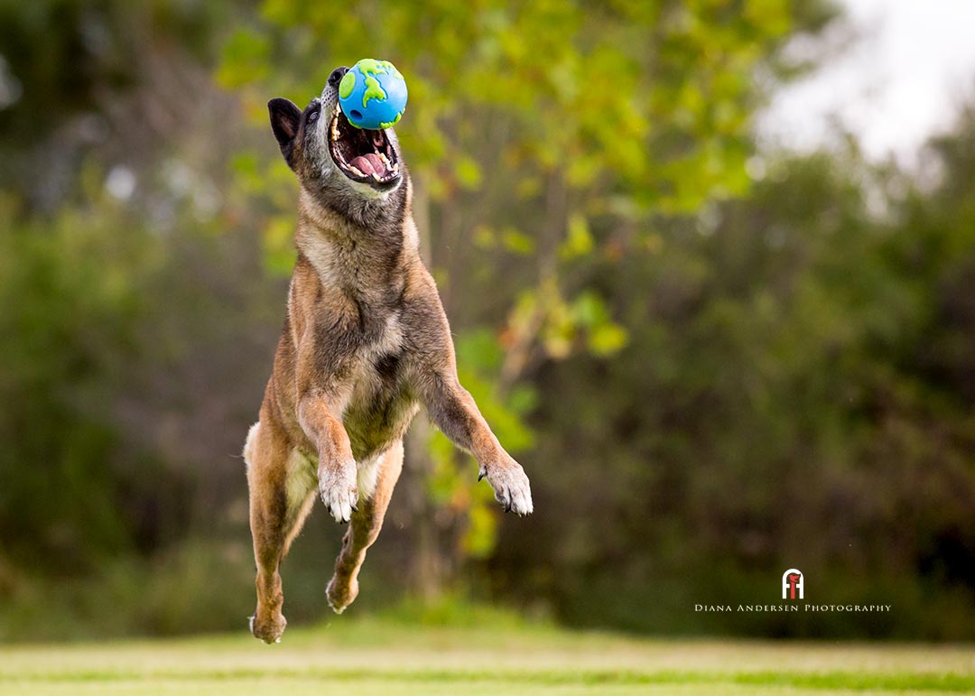 Keeping your dog healthy throughout its life will help keep old age at bay. Keeping your dog healthy throughout its life will help keep old age at bay.