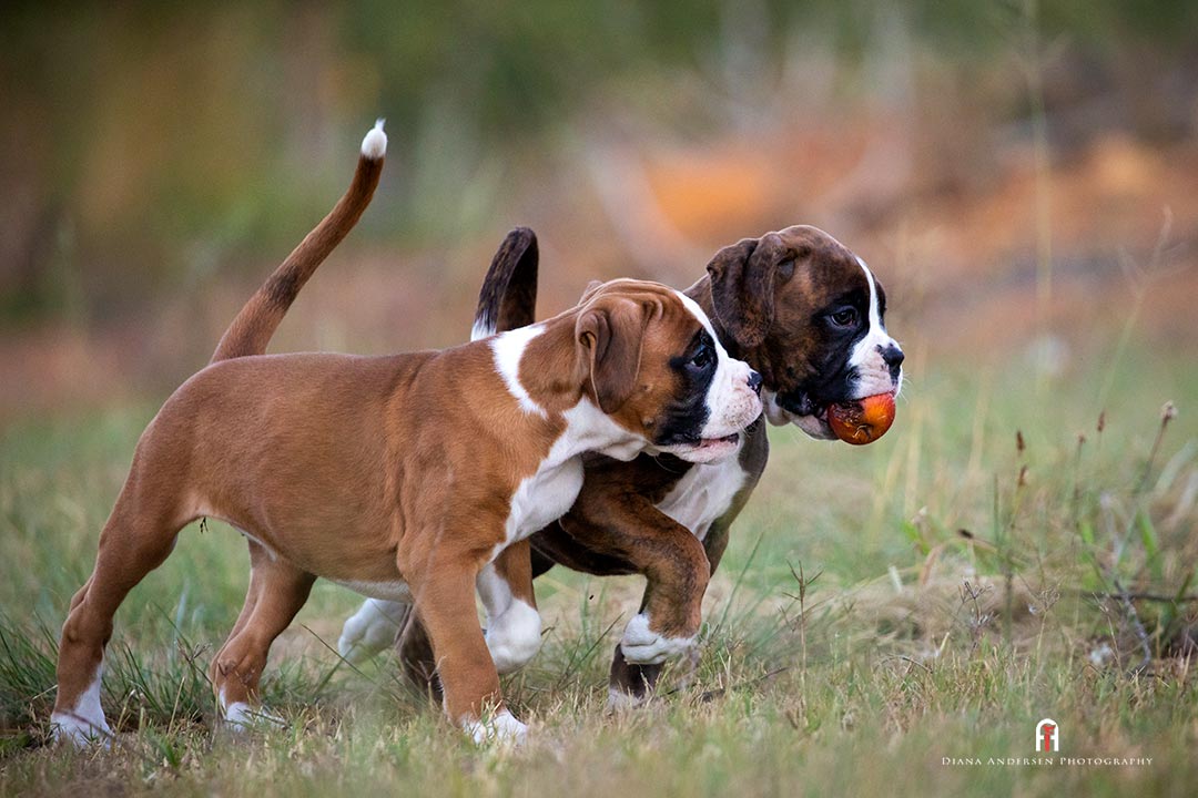 Puppies are inclined to eat things they shouldn't. causing a dog health problems. Puppies are inclined to eat things they shouldn't. causing a dog health problems.