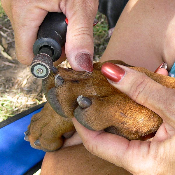 Using a Dremel tool to file dog's nails. Using a Dremel tool to file dog's nails.