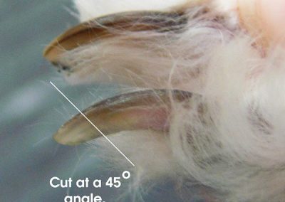 Trimming Dog’s Nails