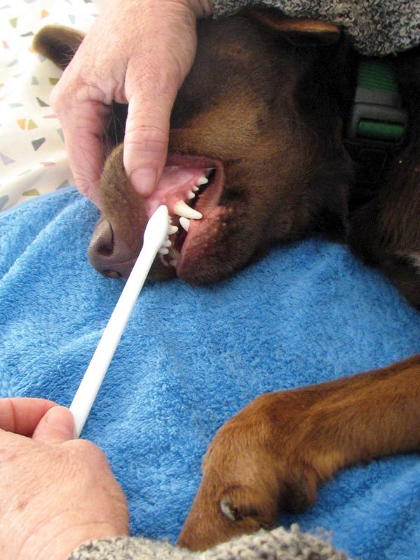 With training you can get dogs used to teeth cleaning. With training you can get dogs used to teeth cleaning which is important for dog health.