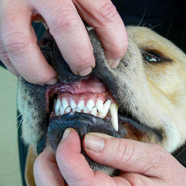 Checking teeth is important for dog health. Checking teeth is important for dog health.