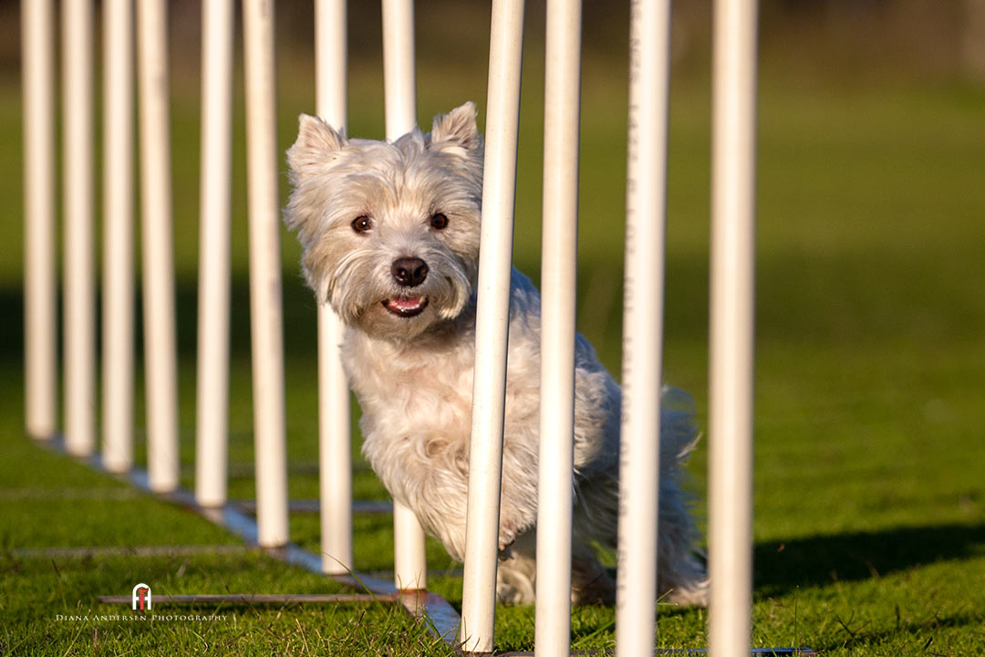 West Highland White Terrier weaving in agility competition. West Highland White Terrier weaving in agility competition.