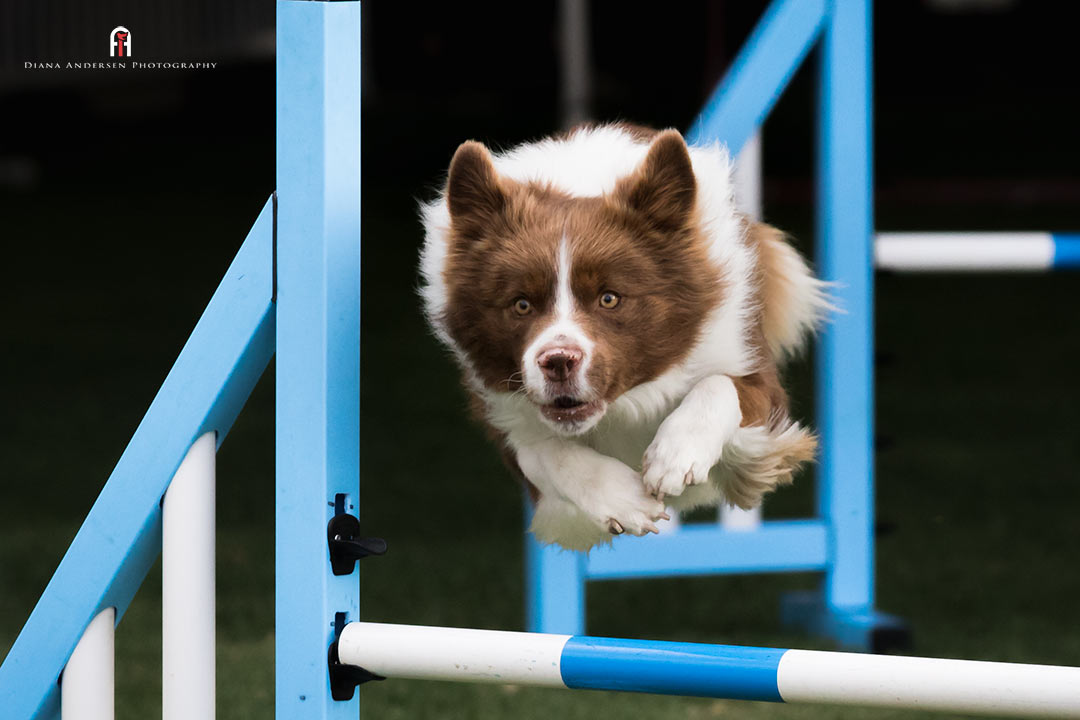 Agility dog competing. Agility dog competing.