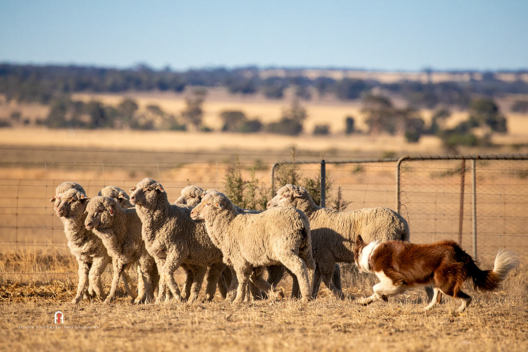 Herding is a form of competition dog sports. Herding is a form of competition dog sports.