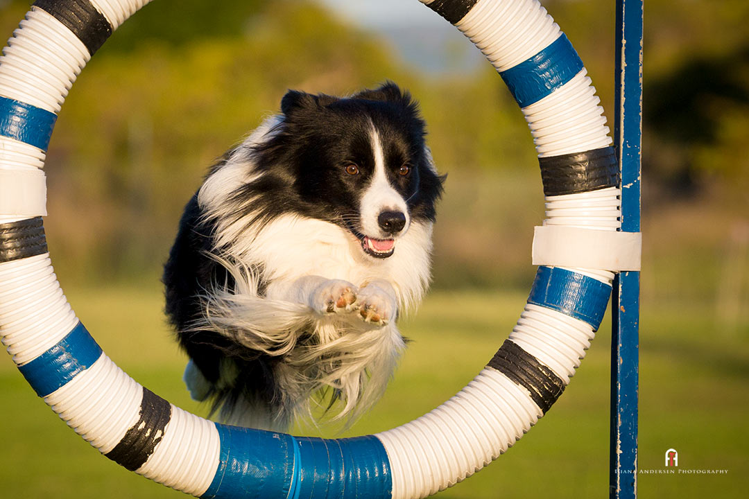 Border Collie jumping through a tyre in agility dog training.