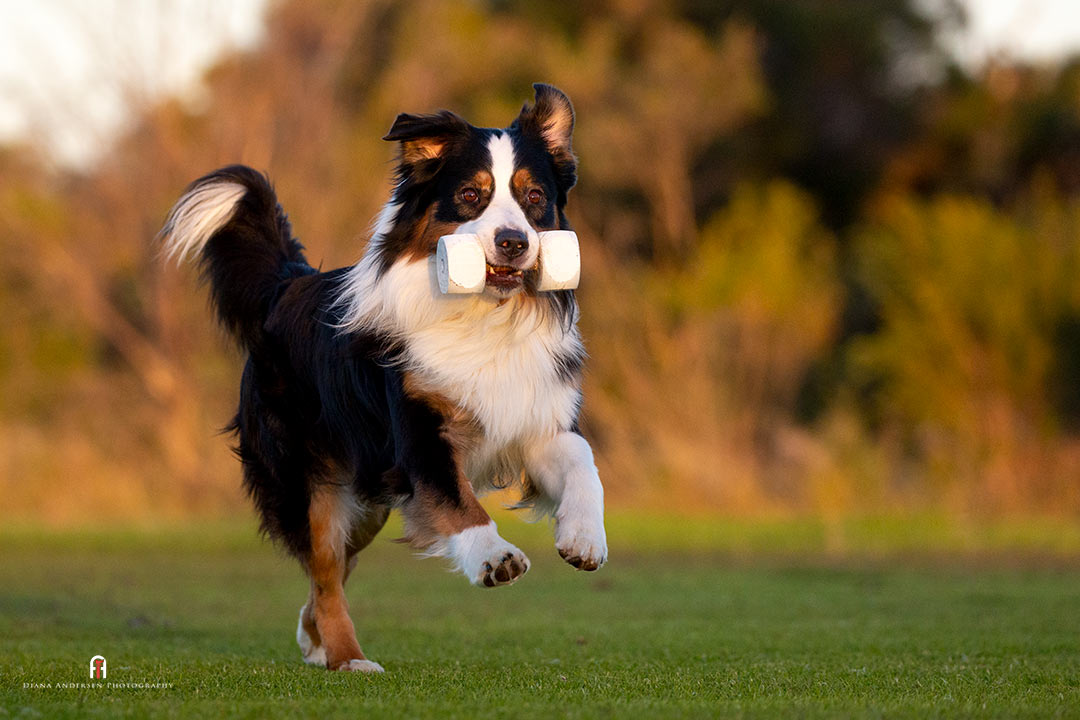 Australian Shepherd doing obedience training. Australian Shepherd doing obedience training.