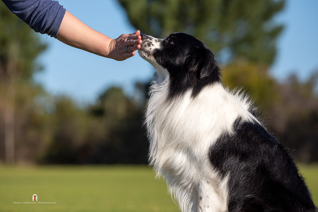 Target training is often used as a starting exercise in clicker training. Target training is often used as a starting exercise in clicker training.