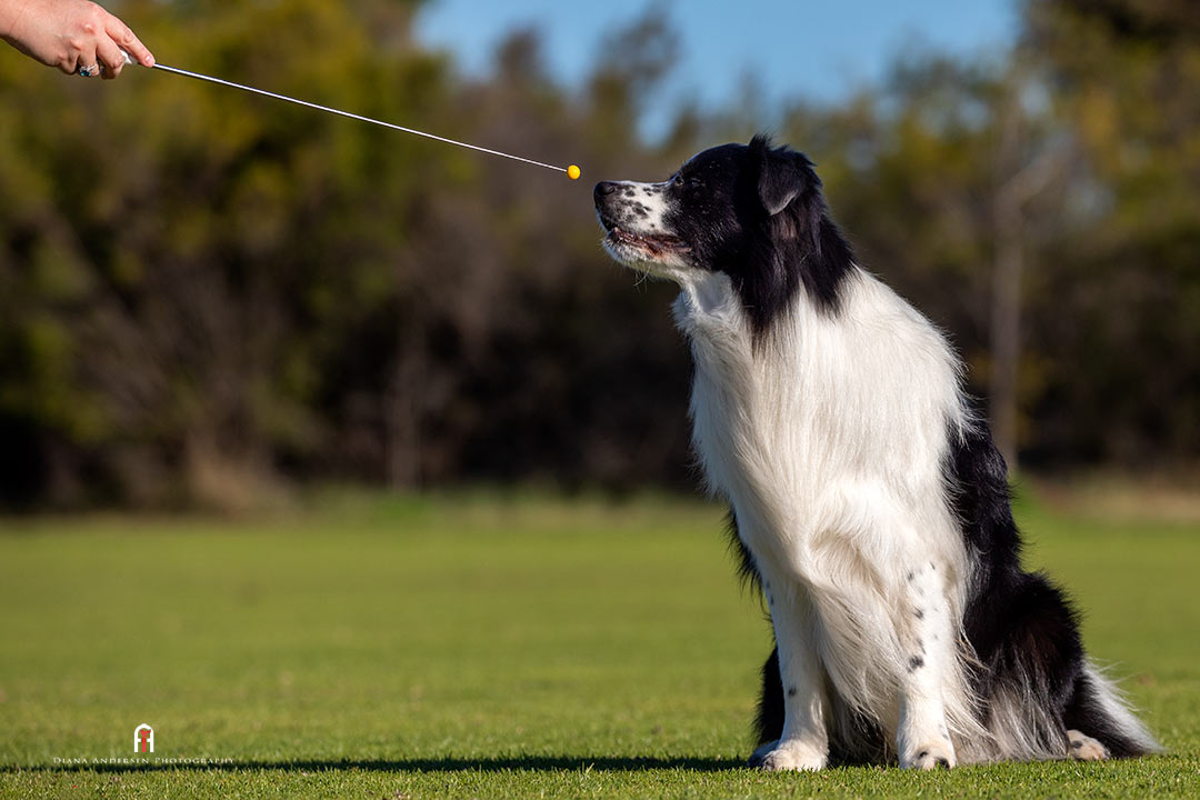 Border Collie touching a target stick. Border Collie touching a target stick.