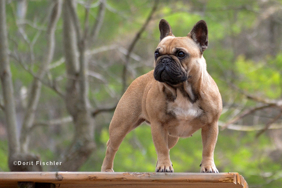 French Bulldog Being a brachycephalic breed results in limited digestion in the French Bulldog.