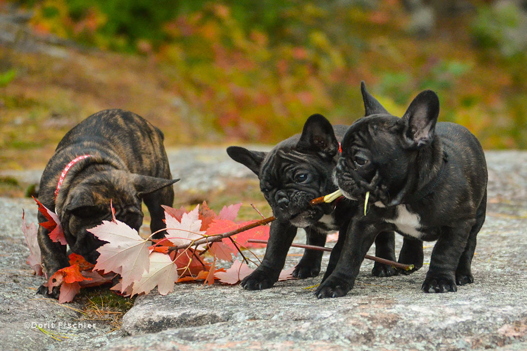Cute French Bulldog Puppies Cute French Bulldog Puppies