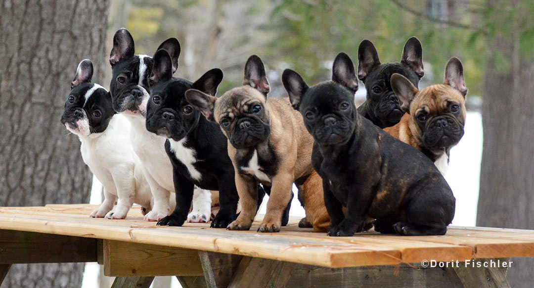 French Bulldog Puppies French Bulldog puppies are hard to resist.