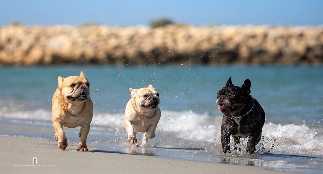 French Bulldogs playing at the beach. French Bulldogs playing at the beach.