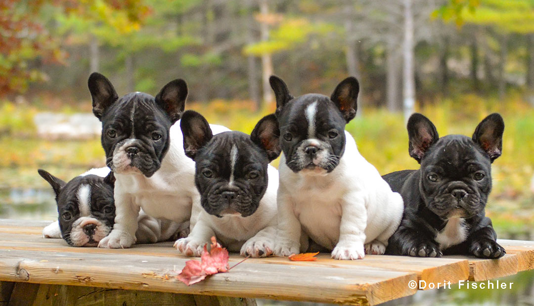 A litter of French Bulldog puppies. A litter of French Bulldog puppies.