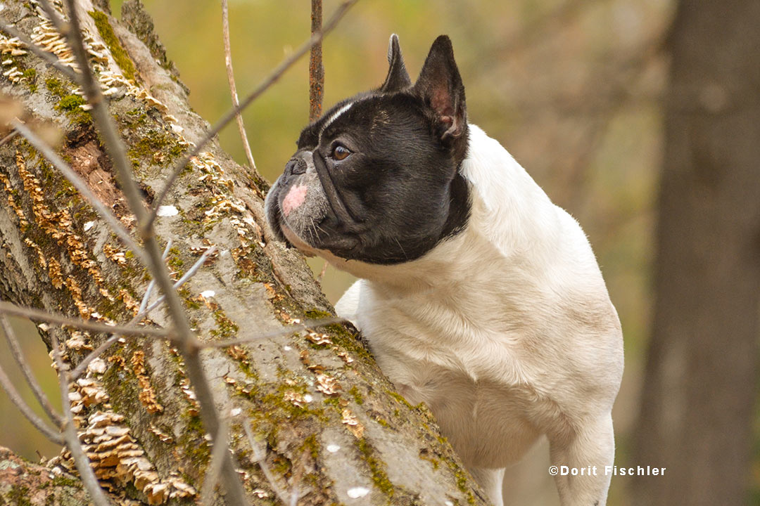 French Bulldogs are a brachycephalic breed. French Bulldogs are a brachycephalic breed.