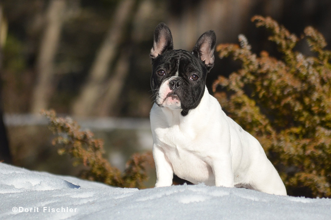 Pied French Bulldog Pied French Bulldog in the snow.