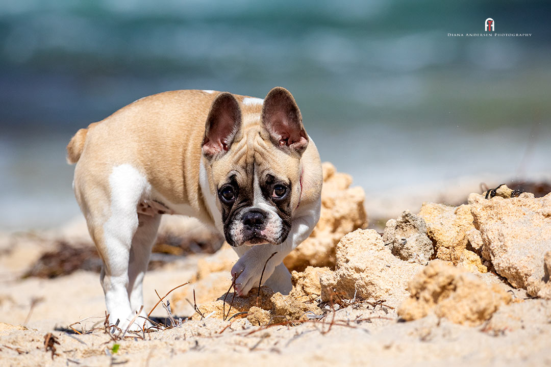 French Bulldog Puppy Care needs to be taken in the heat with French Bulldogs