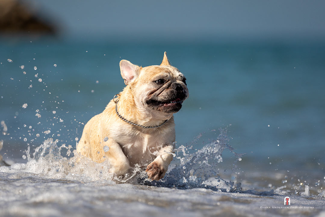 French Bulldog The French Bulldog enjoys a trip to the beach.