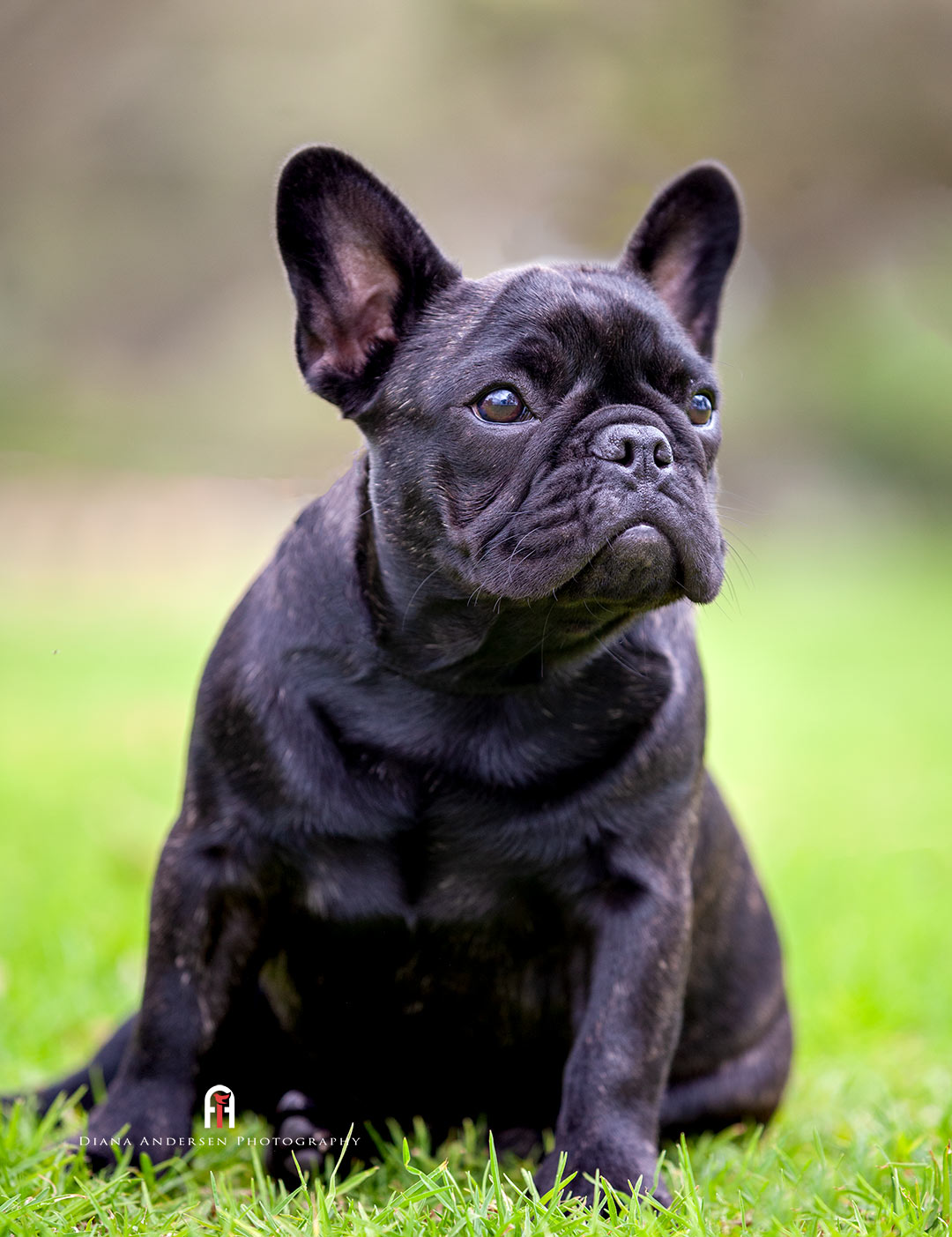 Brindle French Bulldog Puppy Brindle French Bulldog Puppy