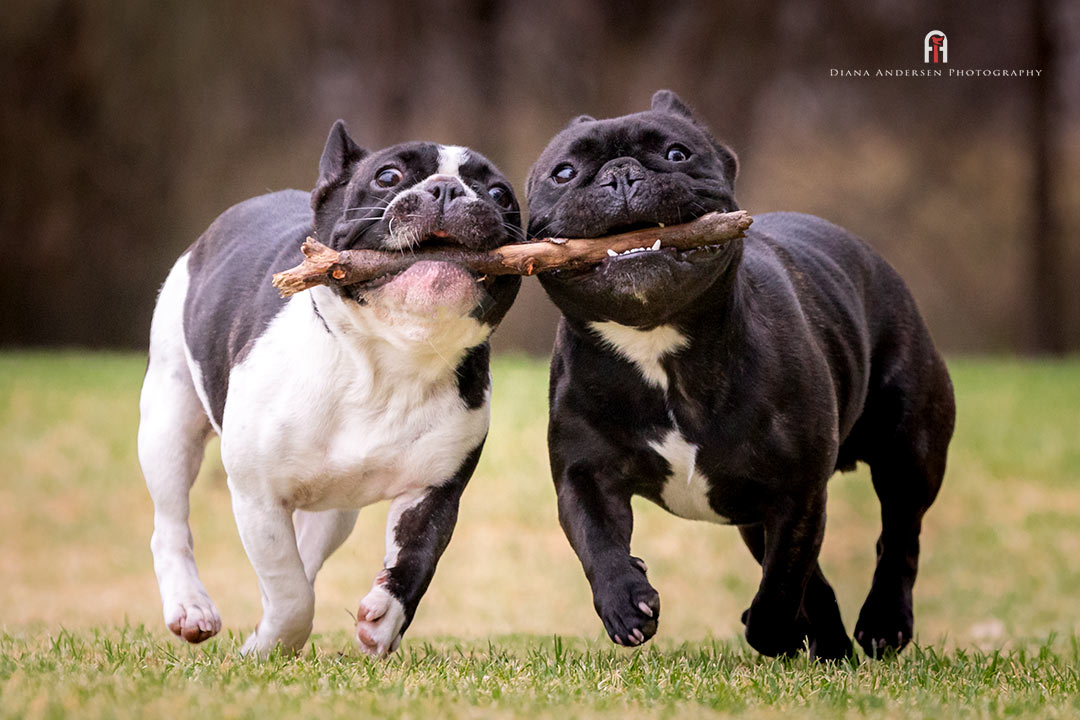 French Bulldog tug of war. French Bulldog tug of war.