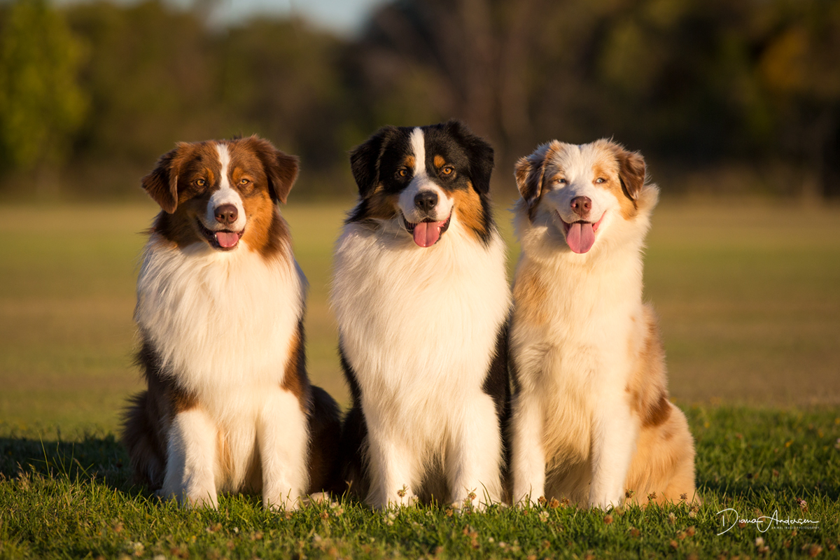 Borderton Australian Shepherds