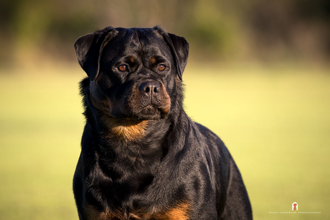 Rottweiler, a popular large dog breed.