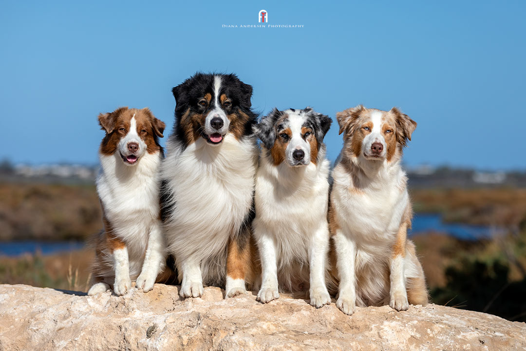 Australian Shepherds, a popular medium to large breed,