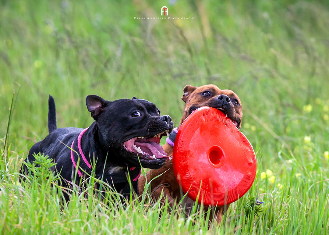 Staffordshire Bull Terriers playing. Staffordshire Bull Terriers playing.