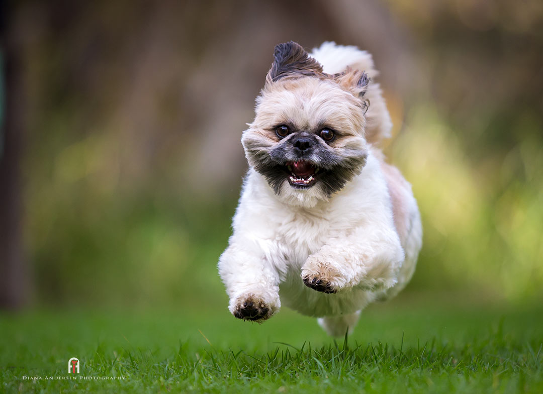 Shih Tzu coats are usually clipped short in pet homes. Shih Tzu coats are usually clipped short in pet homes.