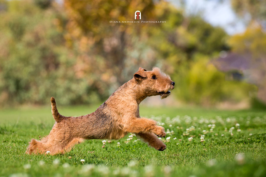 Lakeland Terrier is an example of a wire-coated breed. Lakeland Terrier is an example of a wire-coated breed.
