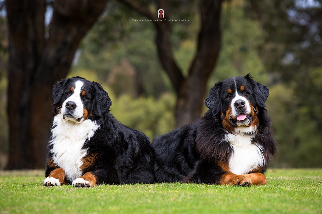 Bernese Mountain Dogs, a beautiful example of heavey dog breeds