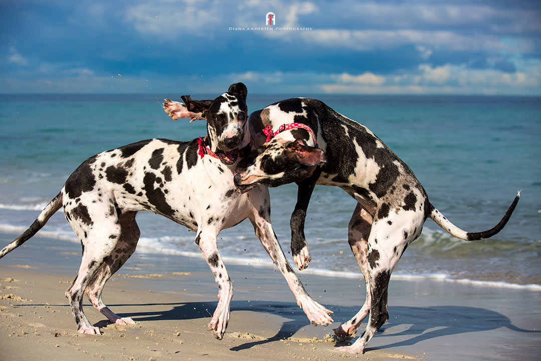 Harlequin Great Danes, one of the giant dog breeds.