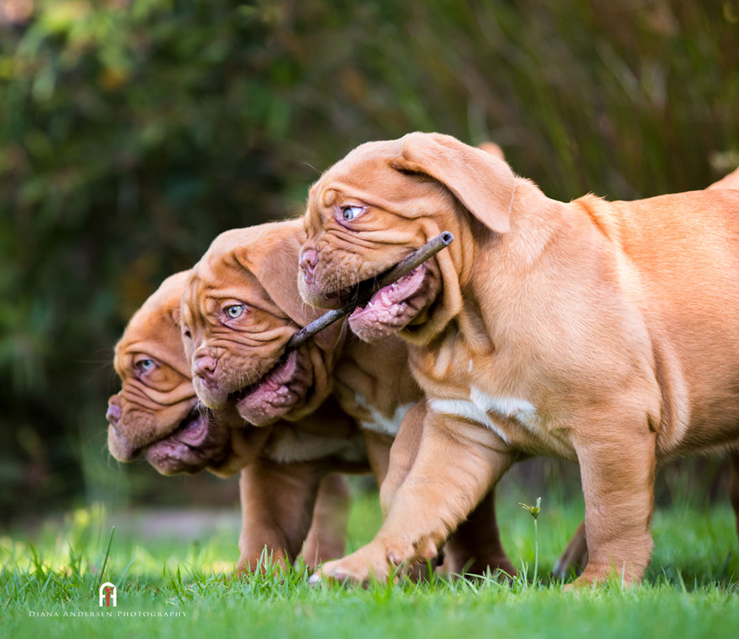 Dog breeds - Dogue de Bordeaux puppies